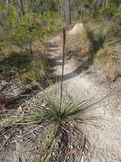 Xanthorrhoea concava, photographed by Vale Jenny Conolly
