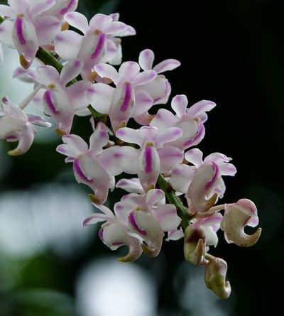 Aerides odorata, photographed by Rejoice Gassah