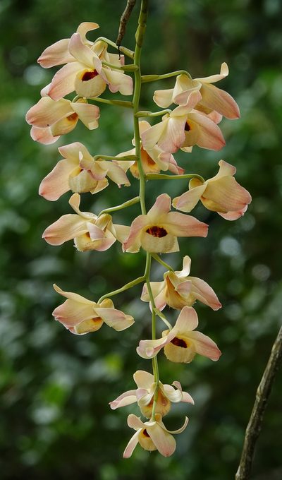 Dendrobium moschatum, photographed by Rejoice Gassah