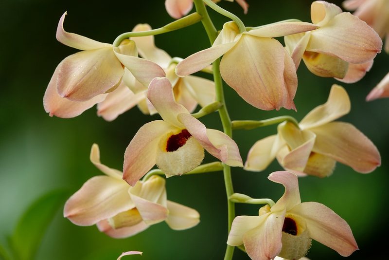 Dendrobium moschatum, photographed by Rejoice Gassah