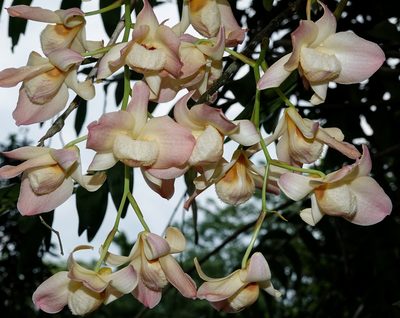 Dendrobium moschatum, photographed by Rejoice Gassah