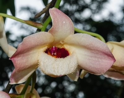 Dendrobium moschatum, photographed by Rejoice Gassah