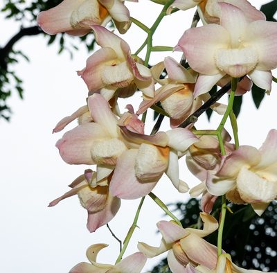 Dendrobium moschatum, photographed by Rejoice Gassah