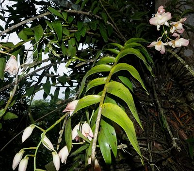 Dendrobium moschatum, photographed by Rejoice Gassah