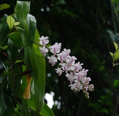Aerides odorata, photographed by Rejoice Gassah