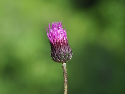 Cirsium pannonicum, photographed by carnifex