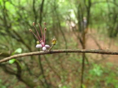 Myrrhinium atropurpureum, photographed by Leonel Roget