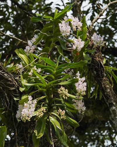 Aerides odorata, photographed by Rejoice Gassah