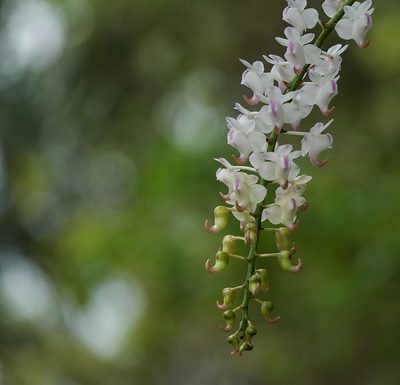 Aerides odorata, photographed by Rejoice Gassah