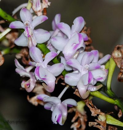 Aerides odorata, photographed by Rejoice Gassah