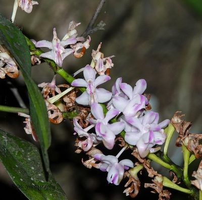 Aerides odorata, photographed by Rejoice Gassah