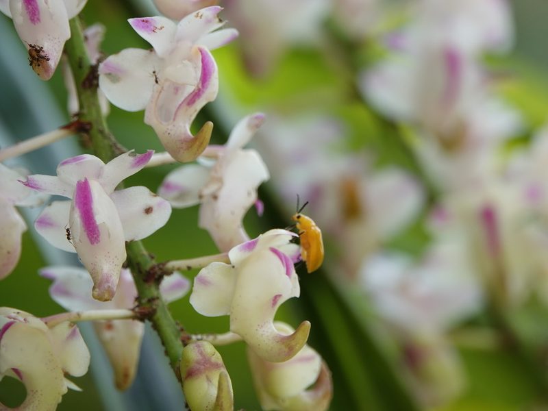 Aerides odorata, photographed by Rejoice Gassah