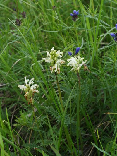 Pedicularis sibirica, photographed by Oleg Kosterin