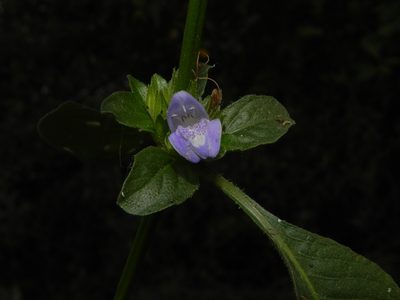 Hygrophila ringens, photographed by S.MORE