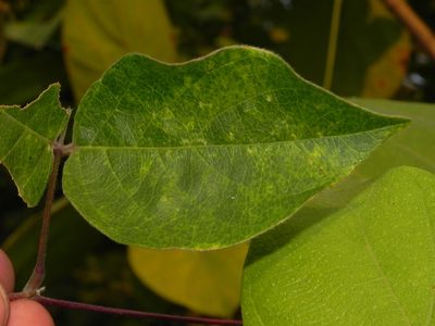 Canavalia gladiata, photographed by S.MORE