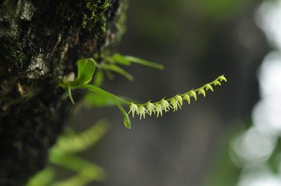 Porpax filiformis, photographed by S.MORE