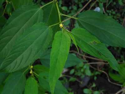 Corchorus capsularis, photographed by S.MORE