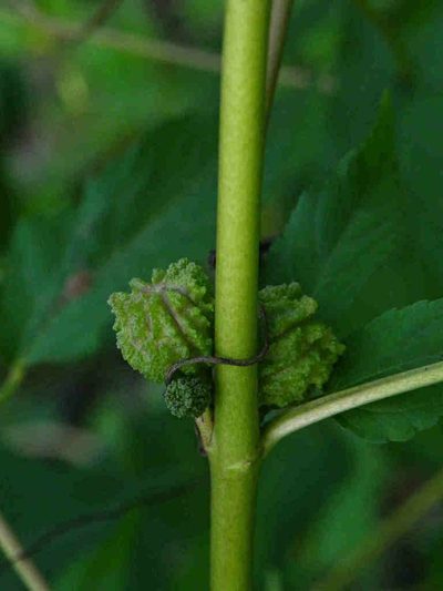 Corchorus capsularis, photographed by S.MORE