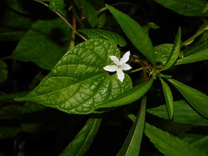 Dinetus racemosus, photographed by S.MORE