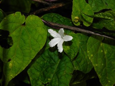 Dinetus racemosus, photographed by S.MORE