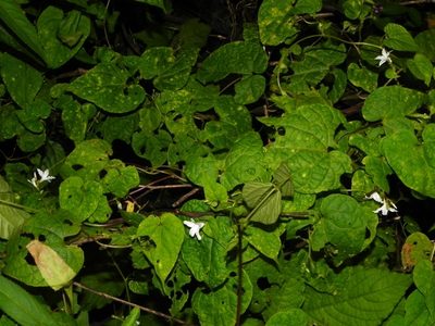 Dinetus racemosus, photographed by S.MORE