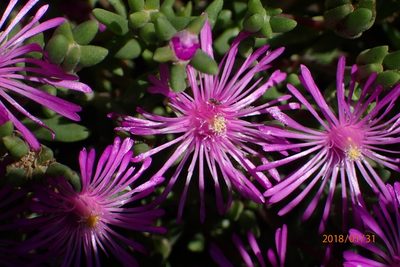 Delosperma lavisiae, photographed by Peter Warren