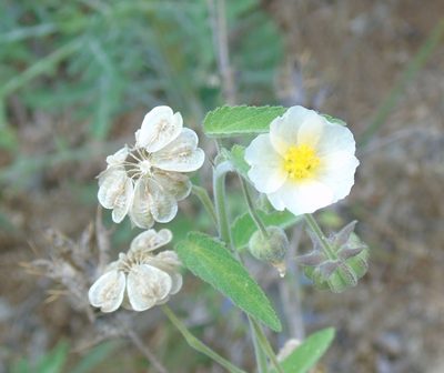 Gaya minutiflora, photographed by Francisco Farriols Sarabia