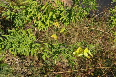 Crotalaria agatiflora, photographed by Hildegard Klein