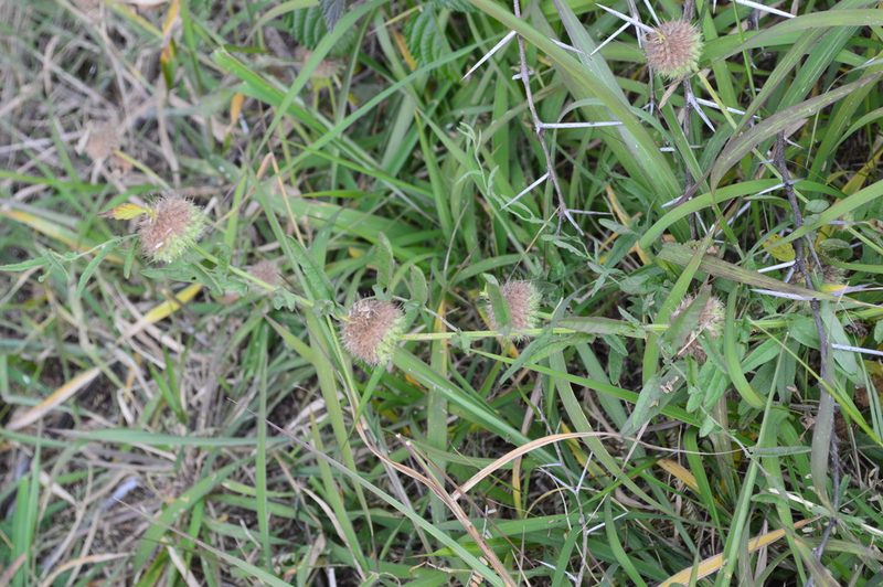 Leucas martinicensis, photographed by Hildegard Klein