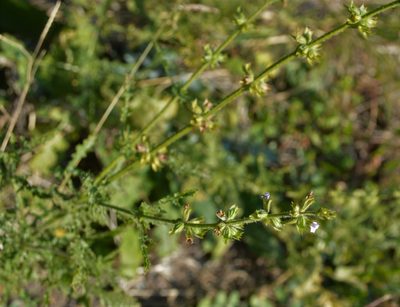 Salvia stenophylla, photographed by Hildegard Klein