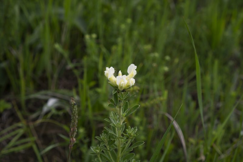 Chamaecytisus albus, photographed by Conrad Altmann