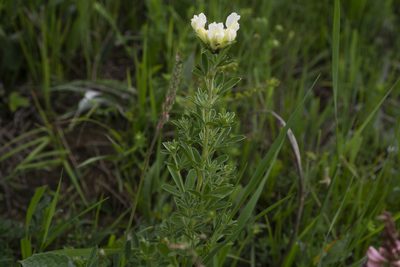Chamaecytisus albus, photographed by Conrad Altmann