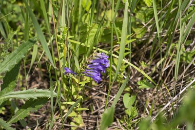 Scutellaria hastifolia, photographed by Conrad Altmann