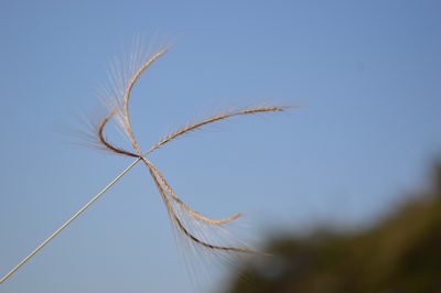 Chloris pycnothrix, photographed by Hildegard Klein
