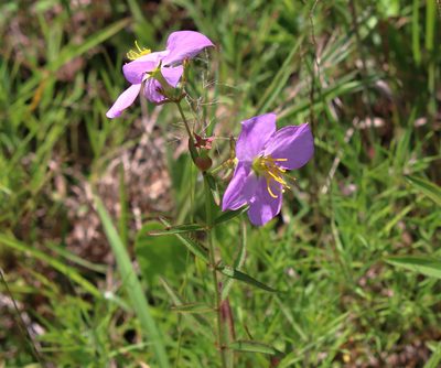 Rhexia nashii, photographed by Lauren McLaurin