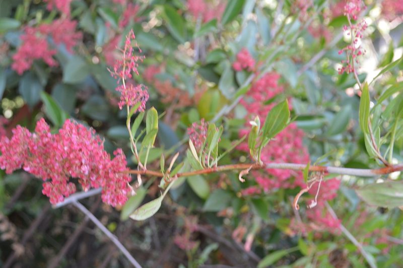 Rumex usambarensis, photographed by Hildegard Klein