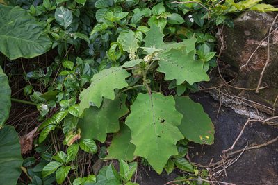 Solanum lasiocarpum, photographed by 國立臺灣博物館