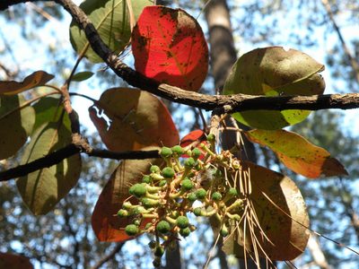 Arbutus madrensis, photographed by M. Socorro González Elizondo