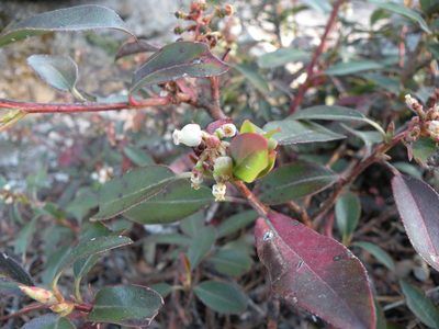 Arbutus occidentalis, photographed by M. Socorro González Elizondo