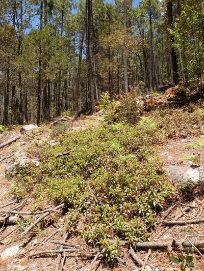 Arbutus occidentalis, photographed by M. Socorro González Elizondo