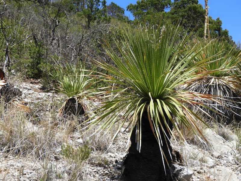 Dasylirion cedrosanum, photographed by Leticia Jiménez Hernández