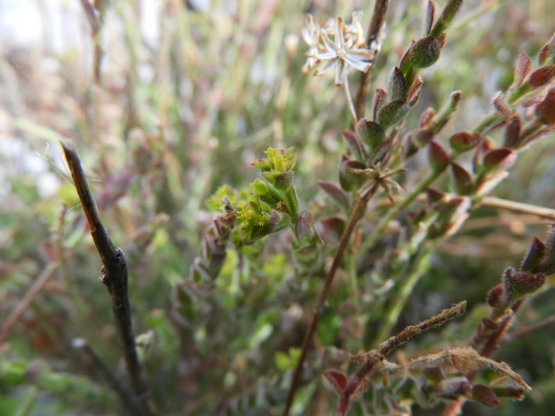 Euphorbia mcvaughiana, photographed by Leticia Jiménez Hernández