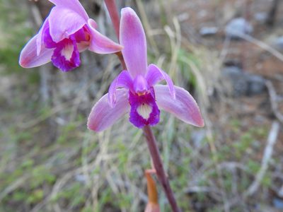 Bletia mexicana, photographed by Leticia Jiménez Hernández