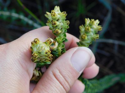 Penaea cneorum, photographed by Rebecca Ryen-Stols