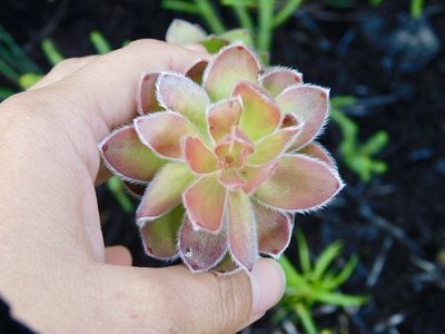 Mimetes pauciflorus, photographed by Rebecca Ryen-Stols