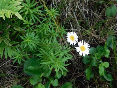 Osmitopsis osmitoides, photographed by Rebecca Ryen-Stols