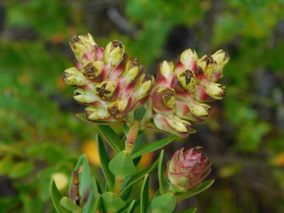 Penaea cneorum, photographed by Rebecca Ryen-Stols