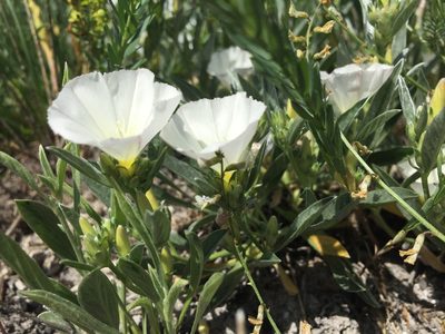 Convolvulus lineatus, photographed by Елена Патерикина