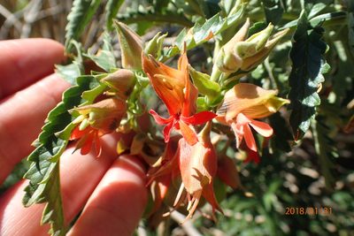 Melianthus villosus, photographed by Peter Warren