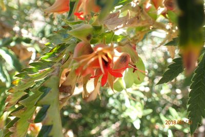 Melianthus villosus, photographed by Peter Warren